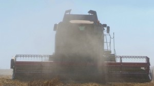 Новата зърнена реколта в Добричко ще бъде с подобро качество