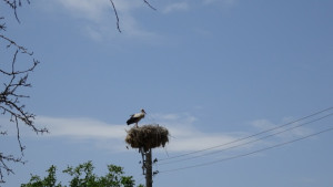 Експерти на РИОСВ се включват в Международното преброяване на белия