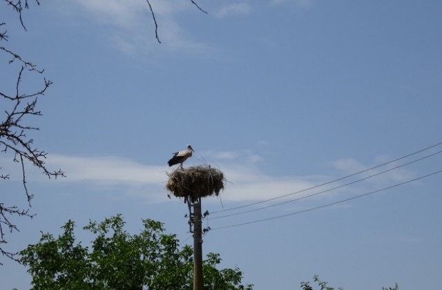 Експерти на РИОСВ се включват в Международното преброяване на белия щъркел