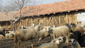 Започва прием на заявления за подпомагане на млади фермери