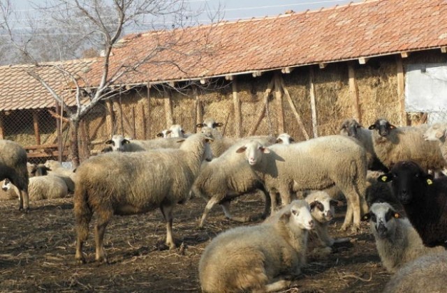 Започва прием на заявления за подпомагане на млади фермери