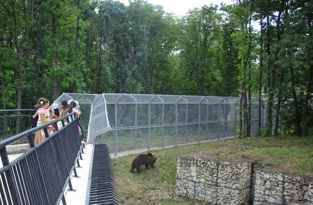 Любимият на мечката Берна остава в Добрич