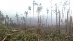 Планират цена от 2 лв за кубичен метър вършина от