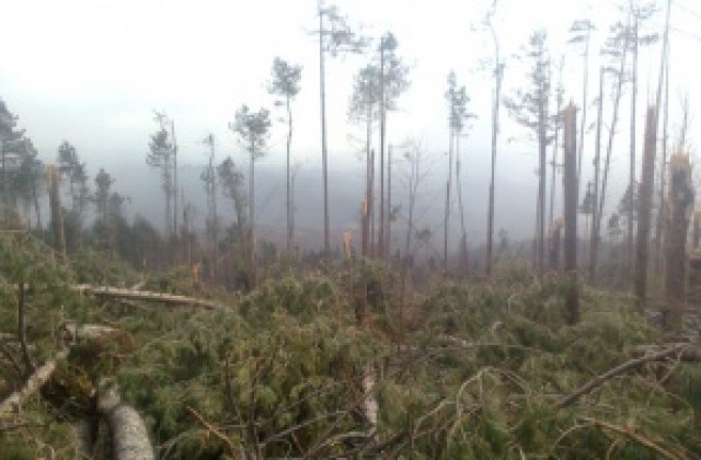 Планират цена от 2 лв. за кубичен метър вършина от общински гори