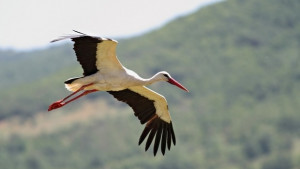 Да преброим щъркелите