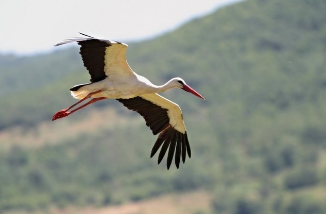 Да преброим щъркелите!