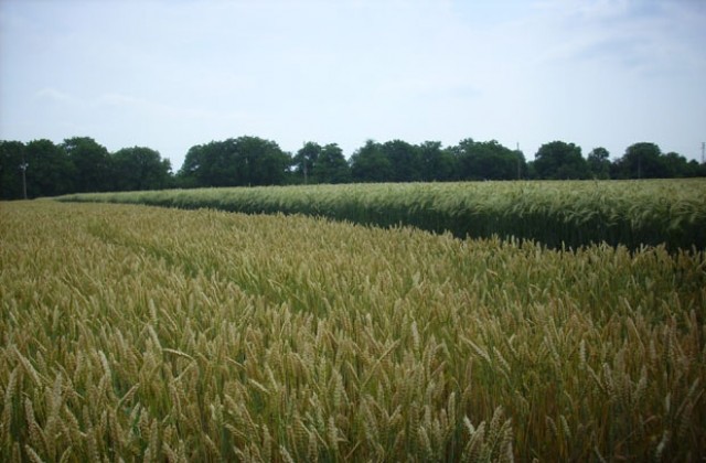 Очаква се добивите от пшеница да бъдат като миналогодишните