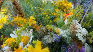 На Еньовден без еньовче не може