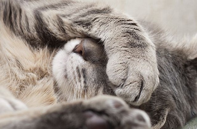Котка-песимист е новата звезда в Instagram (СНИМКИ)