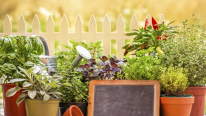 За билките и болките или как да намерим лек на