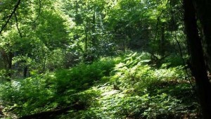 Разясниха промени в Закона за горите пред частни лесовъди и