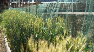 Обсъждат учредяването на награда Тодор Рачински