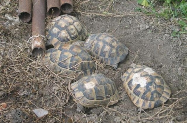 Конфискува 20 сухоземни костенурки от частен дом в Сливен