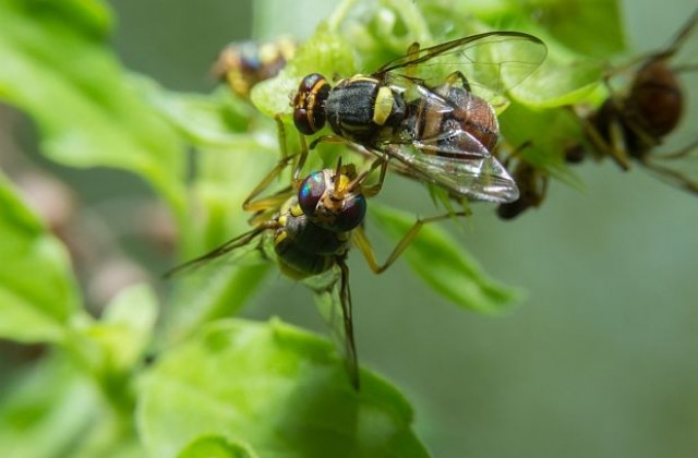 Сексуален тормоз има и при плодовите мушици