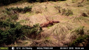 Откриха следа от рис при теренните проучвания в Национален парк