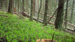 Предстои първа ваксинация против бяс при дивите хищници
