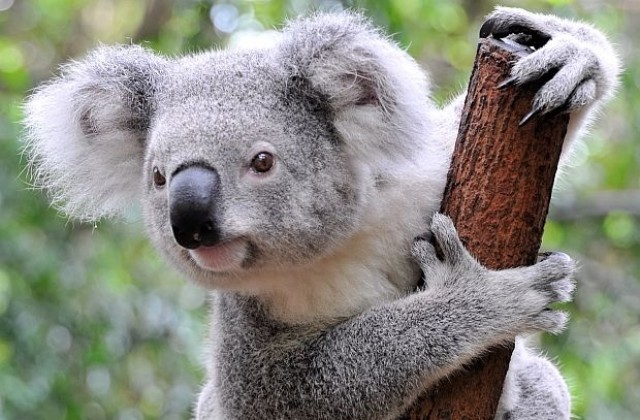 Любопитна коала стана режисьор (ВИДЕО)