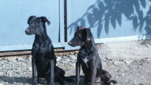 Над 130 кучета от приюта вече имат нов дом и