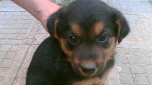 Русе сред градовете с найголям процент на осиновени кучета