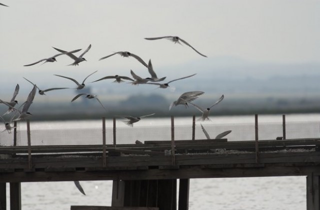 Електронна система брои птиците в Атанасовско езеро