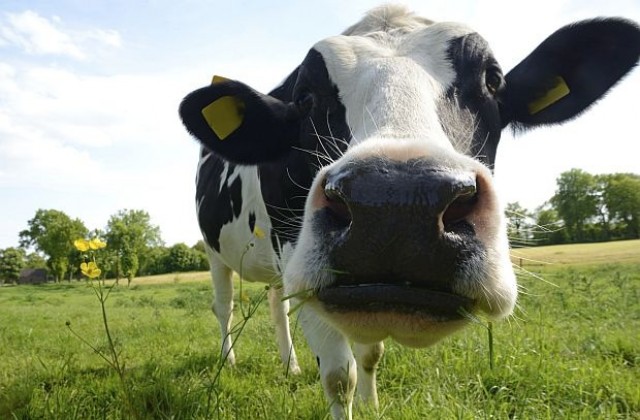 Компютърна система разпознава кравите по муцуните