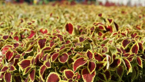 Облагородяването на градския ландшафт продължава