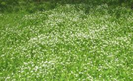  Експерти: Бум на кърлежи, какво да вършим при захапване 