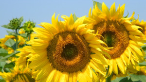 Горещо температурите скачат до 38