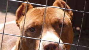 Питбул нахапа дете в София