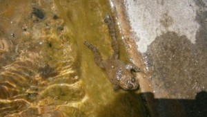 Жълт код за горещо време в област Габрово