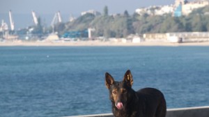 Национална програма ще овладява популацията на бездомните кучета