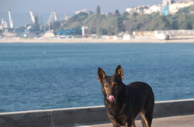 Национална програма ще овладява популацията на бездомните кучета