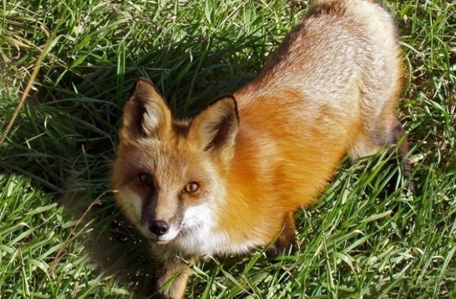 Ваксинират лисиците в Плевенско срещу бяс