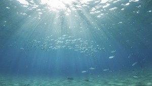 За първи път Заснеха как морски животни се хранят с