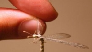 Утре пръскат срещу комари в Стара Загора