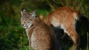 Индианци опитомили рис преди две хилядолетия