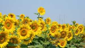 Слабо понижение на температурите