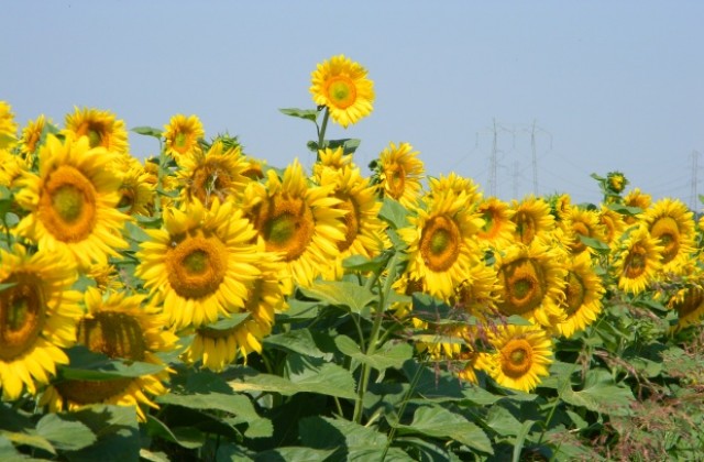 Слабо понижение на температурите