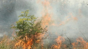 Пожар унищожи 400 декара пшеница