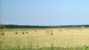 482 кг дка е средният добив на пшеница в Добричко