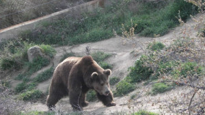 Девет мечки се разхождат из Витоша