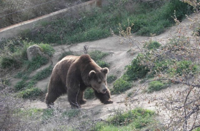 Девет мечки се разхождат из Витоша