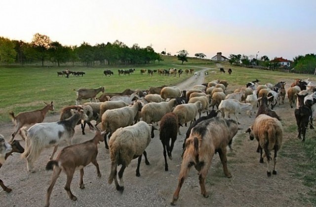 ТрУ ще е домакин на национална кръгла маса в животновъдството