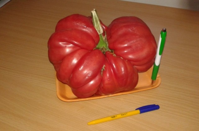 Търговищенци отгледаха домат тежък 2,35 кг