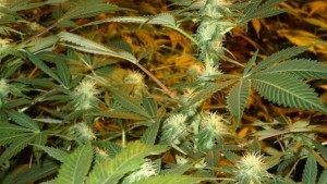 1000 лева глоба за цигара марихуана