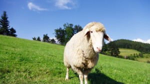 Кризата в животновъдството удря и туризма в Родопите