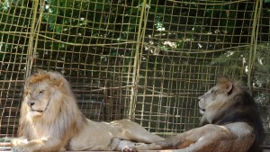 Цирковите лъвчета Блеки и Жора са новите обитатели на старозагорския