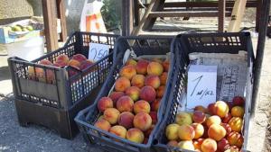 Разрешиха да продължи продажбата на праскови до кв Рилци