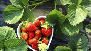 Камерунец гледа ягоди в родопско село