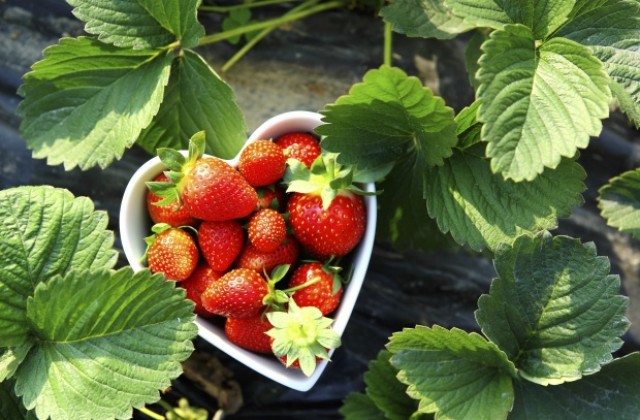 Камерунец гледа ягоди в родопско село